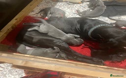 Great Dane dogs for sale: KC registered Great Danes  blues & black - Image 23