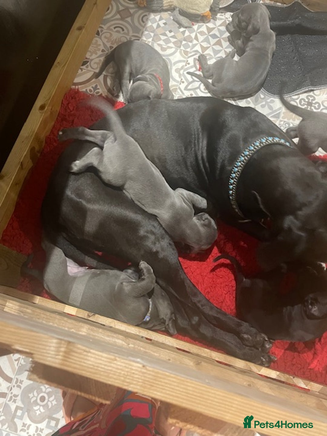 Great Dane dogs for sale: KC registered Great Danes  blues & black - Image 23