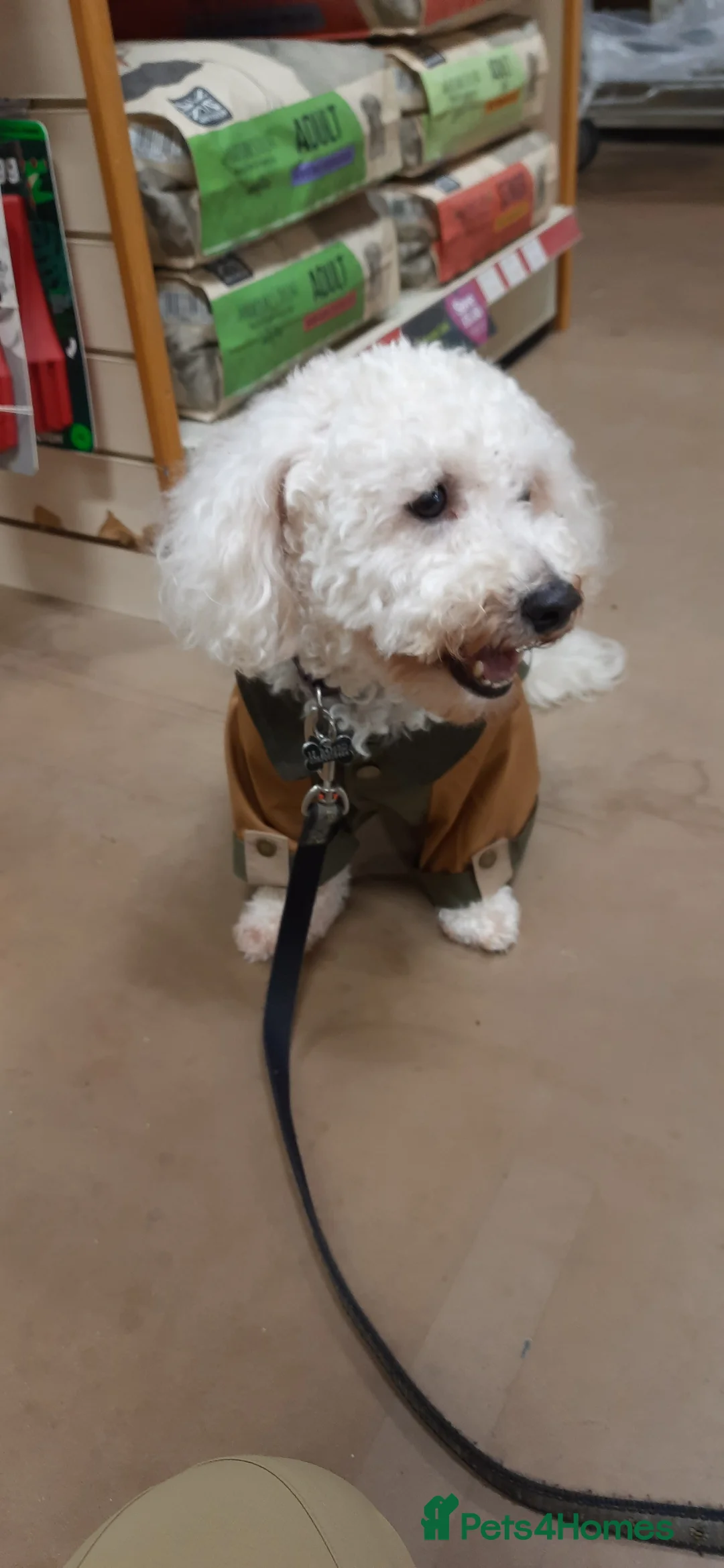 Bichon Frise dogs for stud: Alfie, super stud in Birmingham - Advert 7