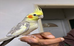 Budgerigars birds for sale: Budgies and cockatiel for sale - Advert 1