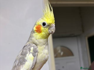 Budgerigars birds for sale: Budgies and cockatiel for sale - Advert 1