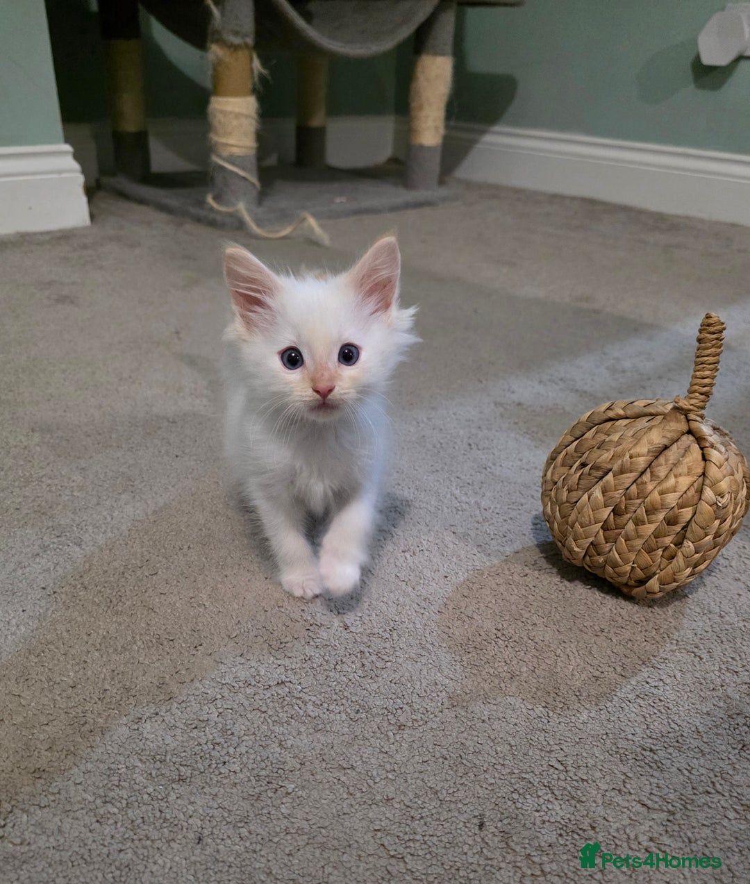 Ragdoll cats for sale: Gorgeous pure breed Ragdoll kittens  - Image 8