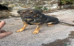 Mixed Breed dogs for sale: Alfie - Image 3