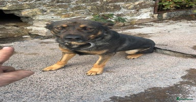 Mixed Breed dogs - Advert 4