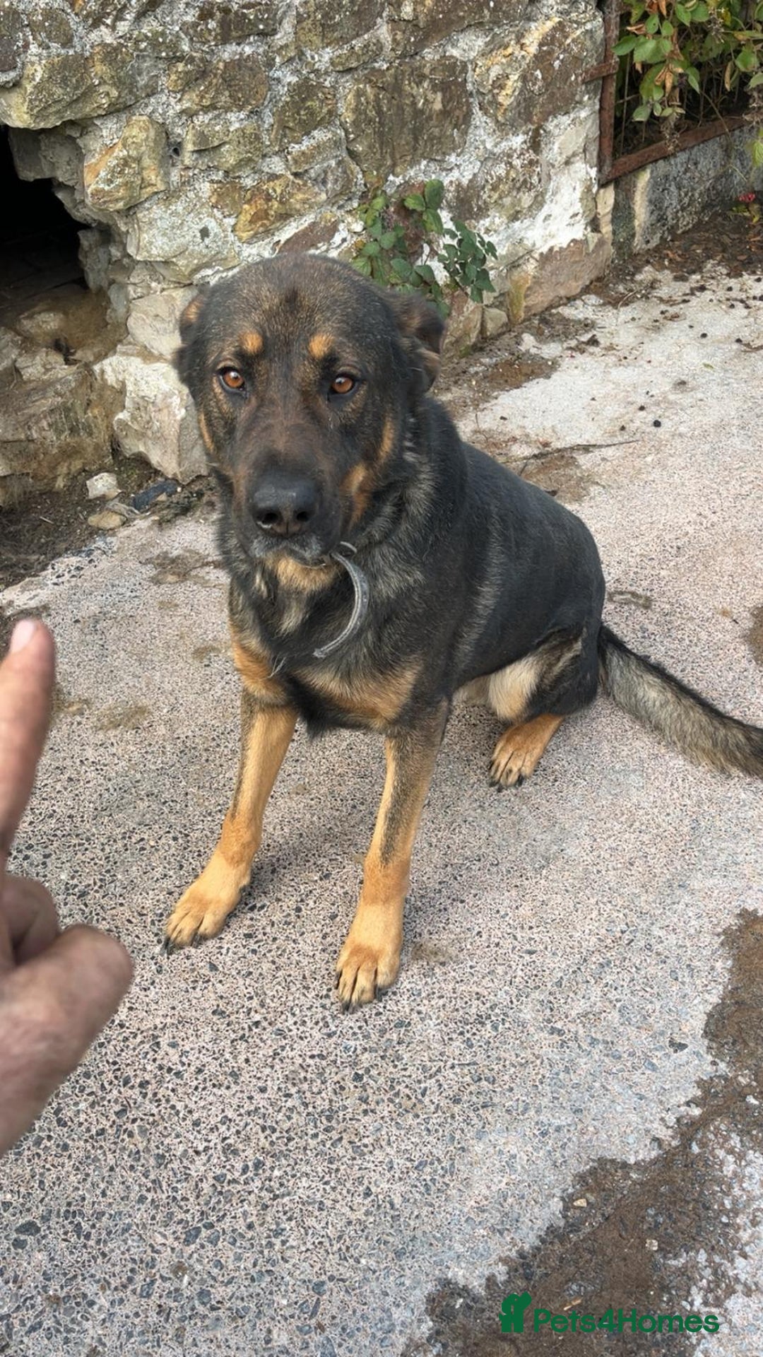 Mixed Breed dogs for sale: Alfie - Image 3