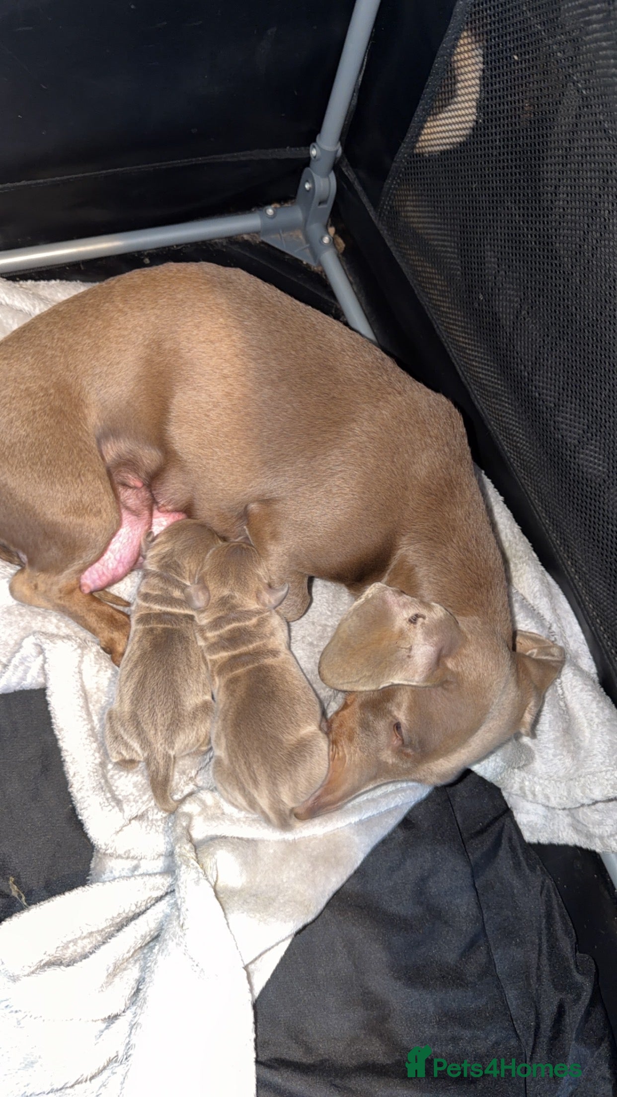 Dachshund dogs for sale: minature dachshund  in Tilbury - Advert 2