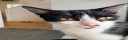 Mixed Breed cats for sale: Kittens for sale - Advert 1