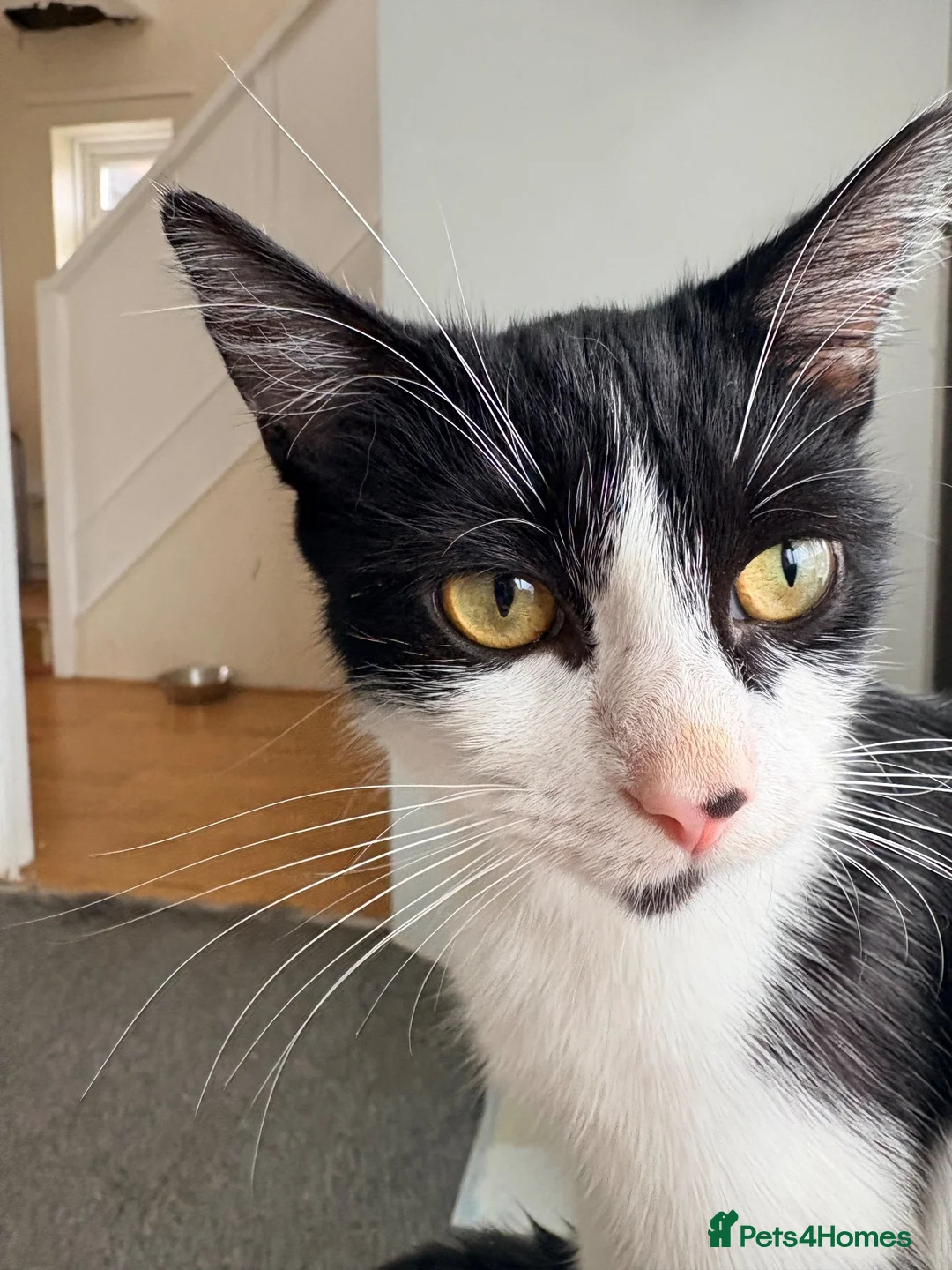 Mixed Breed cats for sale: Kittens for sale - Advert 1