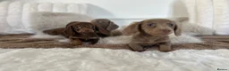 Miniature Dachshund dogs for sale: ✨MINI DACHSHUNDS ✨BOTH PARENTS KC✨ - Advert 23
