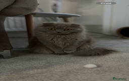 Scottish Fold cats for sale: Female scottish fold  - Image 1
