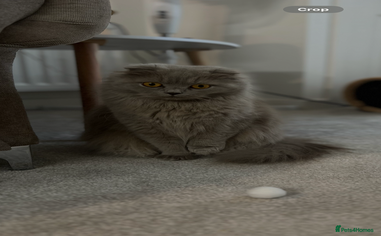 Scottish Fold cats - Advert 1