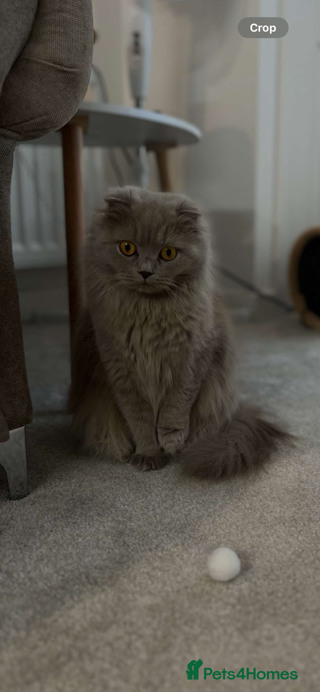 Scottish Fold cats for sale: Female scottish fold  - Image 1