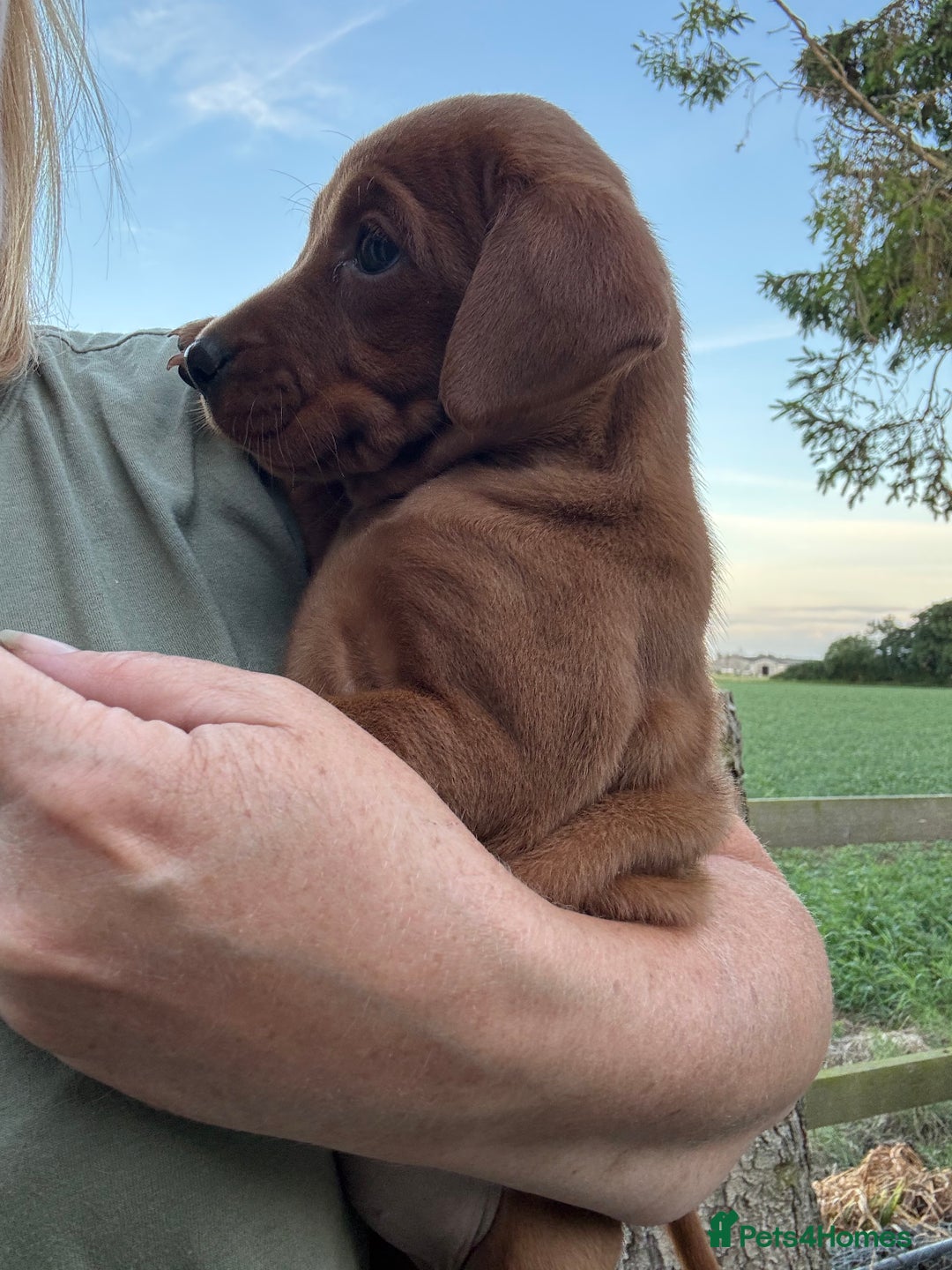 Labrador Retriever dogs for sale: Exceptional Fox Red Labrador Litter - Image 25