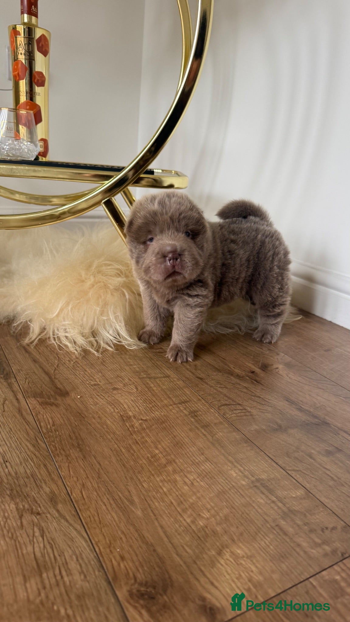 Shar Pei dogs Top quality bear coat shar pies for sale  - Advert 1