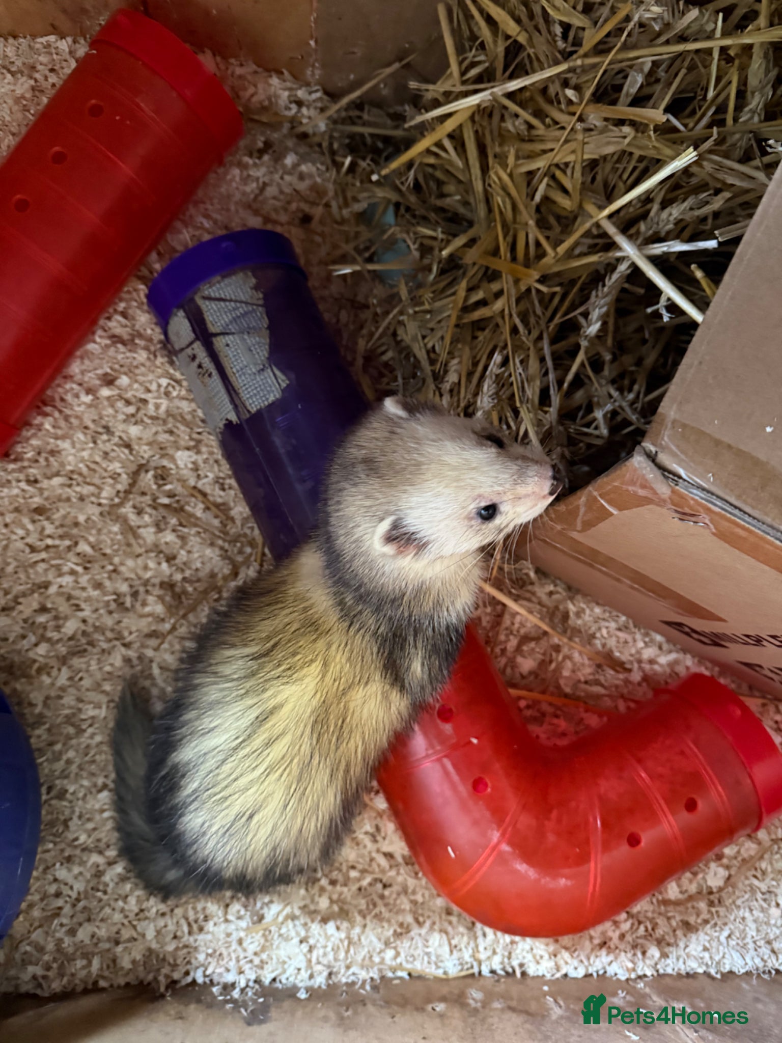 Ferret rodents 1yr silver Hob ferret looking for new home - Advert 6