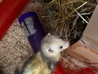 Ferret rodents 1yr silver Hob ferret looking for new home - Advert 6