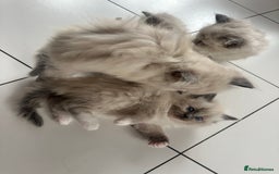 Ragdoll cats for sale: Ragdoll kittens blue point and mitted  - Image 9