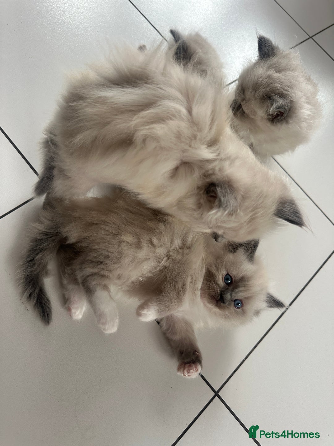 Ragdoll cats for sale: Ragdoll kittens blue point and mitted  - Image 9