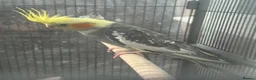 Cockatiels birds for sale: Bonded Pair of Cockatiels (Male & Female) - Advert 3