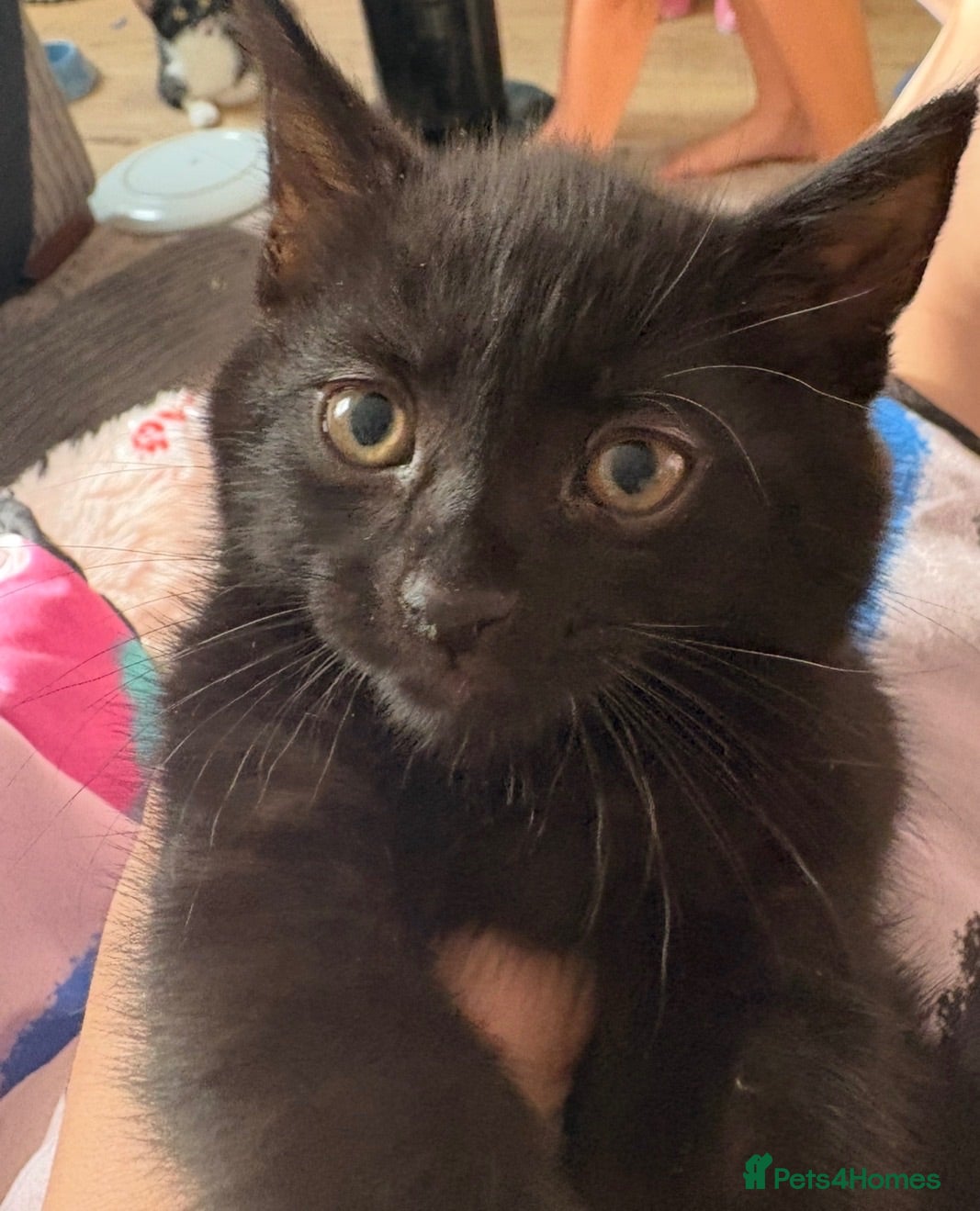 Mixed Breed cats female short haired kitten  - Advert 5