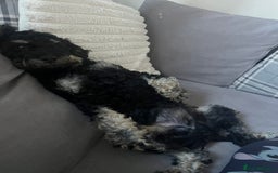 Mixed Breed dogs for sale: Cockapoo x cavapoo - Image 3