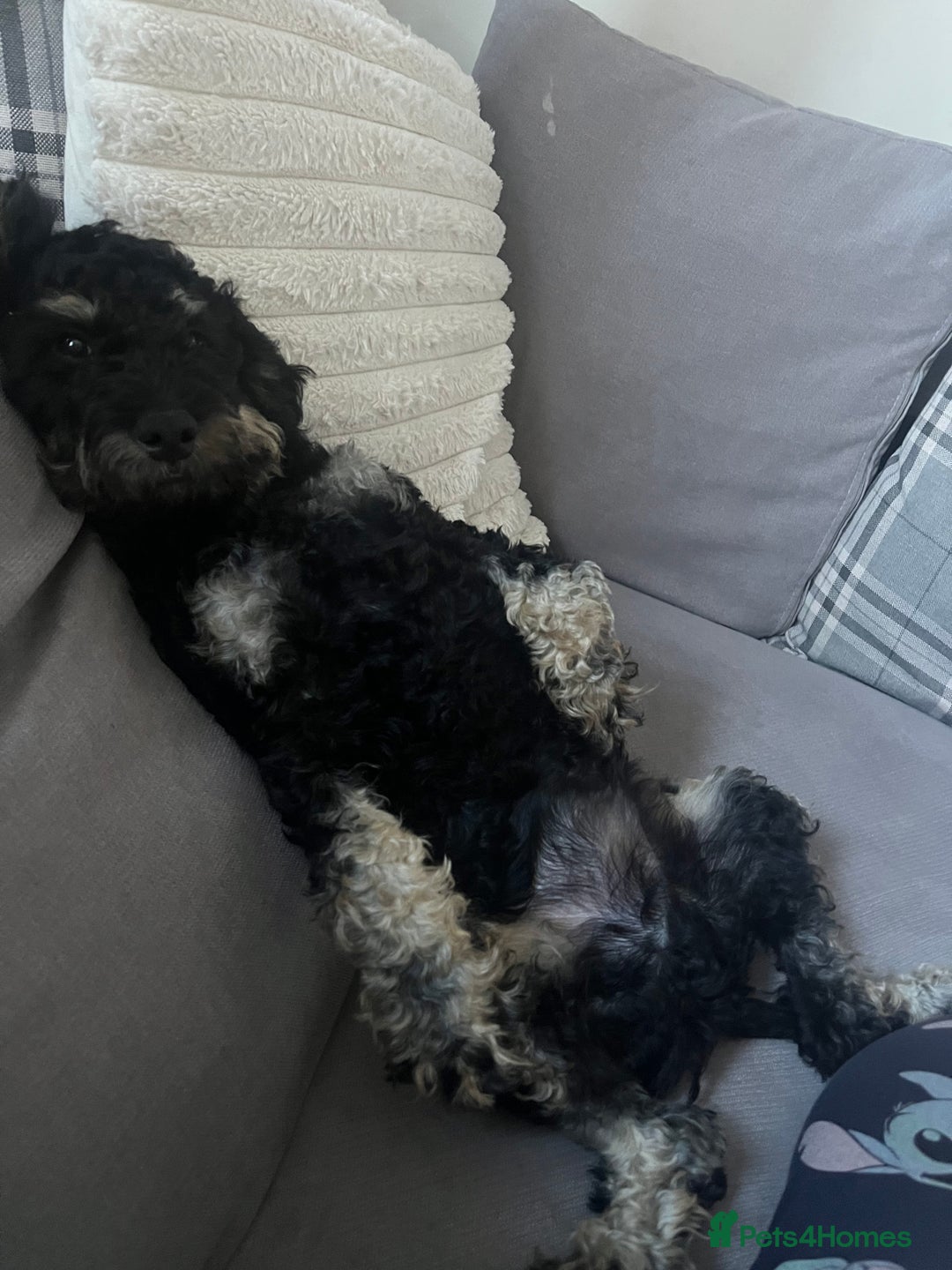 Mixed Breed dogs for sale: Cockapoo x cavapoo - Image 3