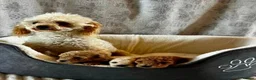Toy Poodle dogs for sale: Beautiful Toy Poodle Puppies in Birmingham - Advert 1