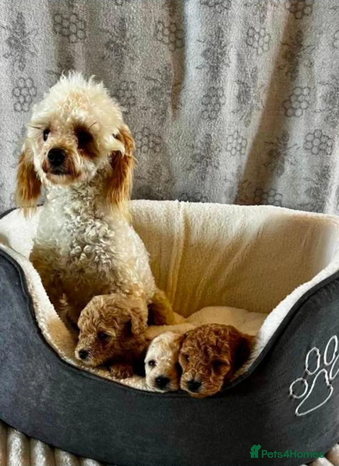 Toy Poodle dogs for sale: Beautiful Toy Poodle Puppies in Birmingham - Advert 1