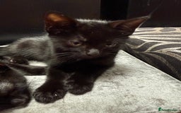 Mixed Breed cats for sale: Kittens  - Image 7
