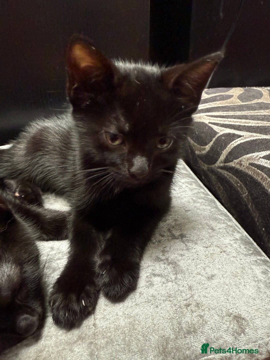 Mixed Breed cats for sale: Kittens  - Image 7