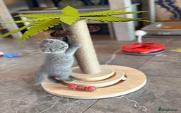 British Shorthair cats for sale: Champion mum & dad litter 1 🩵 & 1 🩷 - Image 5