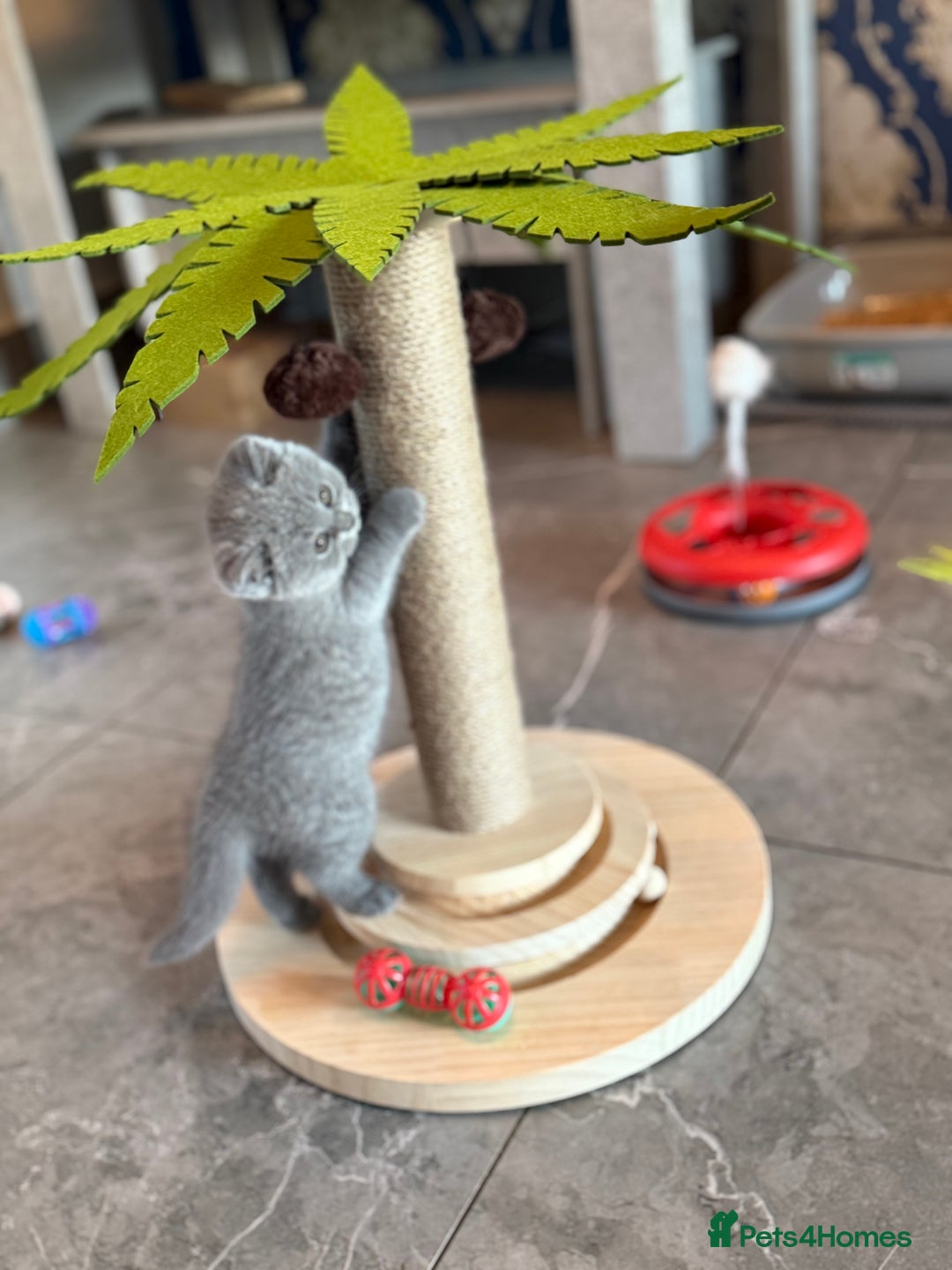 British Shorthair cats for sale: Champion mum & dad litter 1 🩵 & 1 🩷 - Image 5