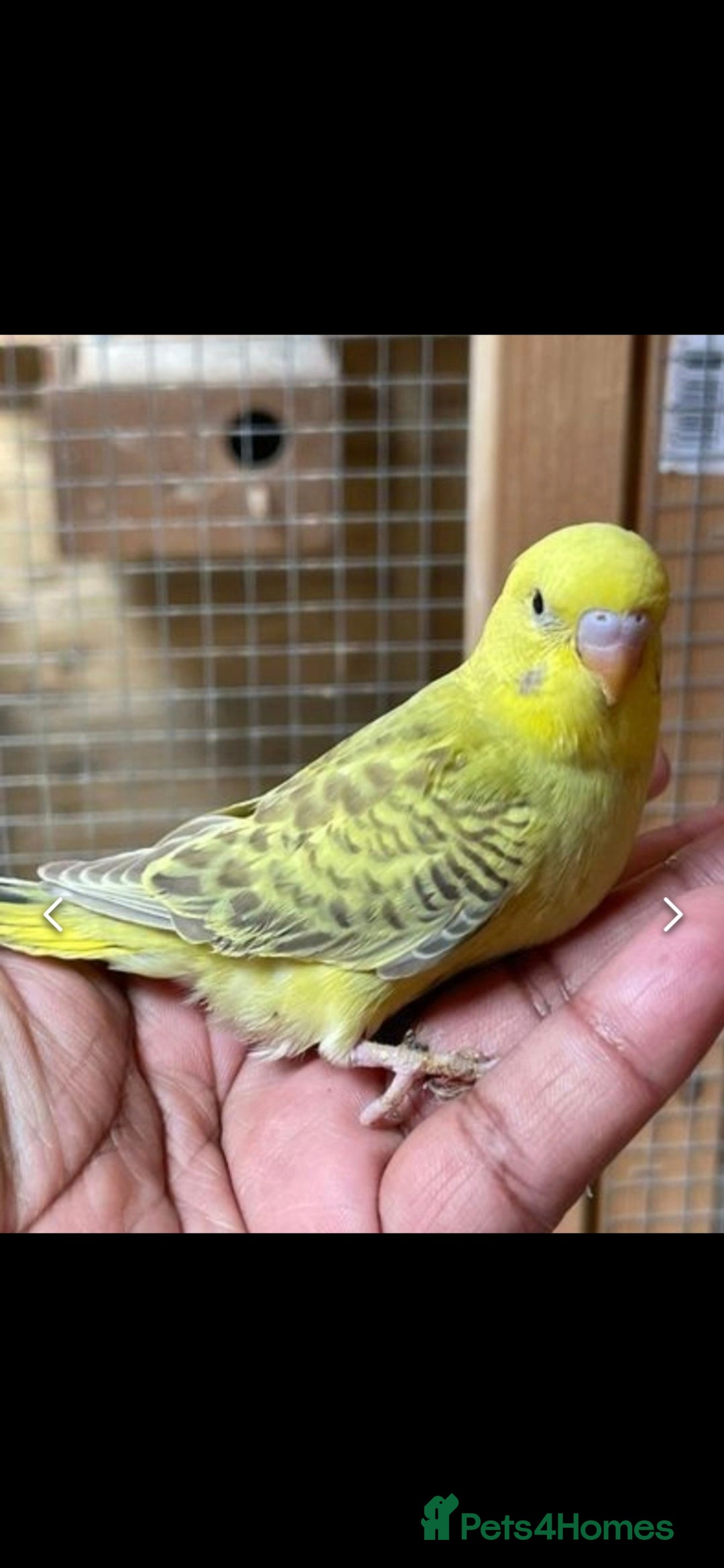 Budgerigars birds Hand Tame Budgies  in Derby - Advert 6