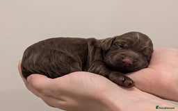 Cocker Spaniel dogs for sale: Kc Reg - Working Cocker Spaniel Puppies DNA Tested - Advert 19