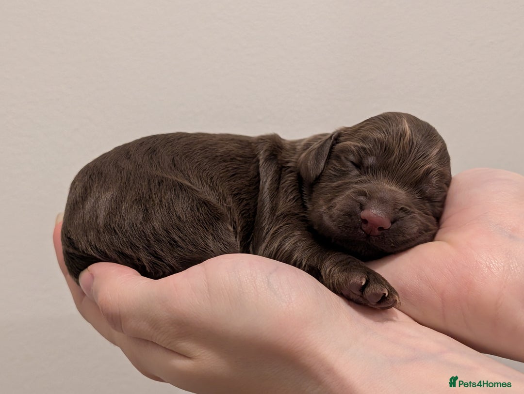 Cocker Spaniel dogs for sale: Kc Reg - Working Cocker Spaniel Puppies DNA Tested - Advert 19