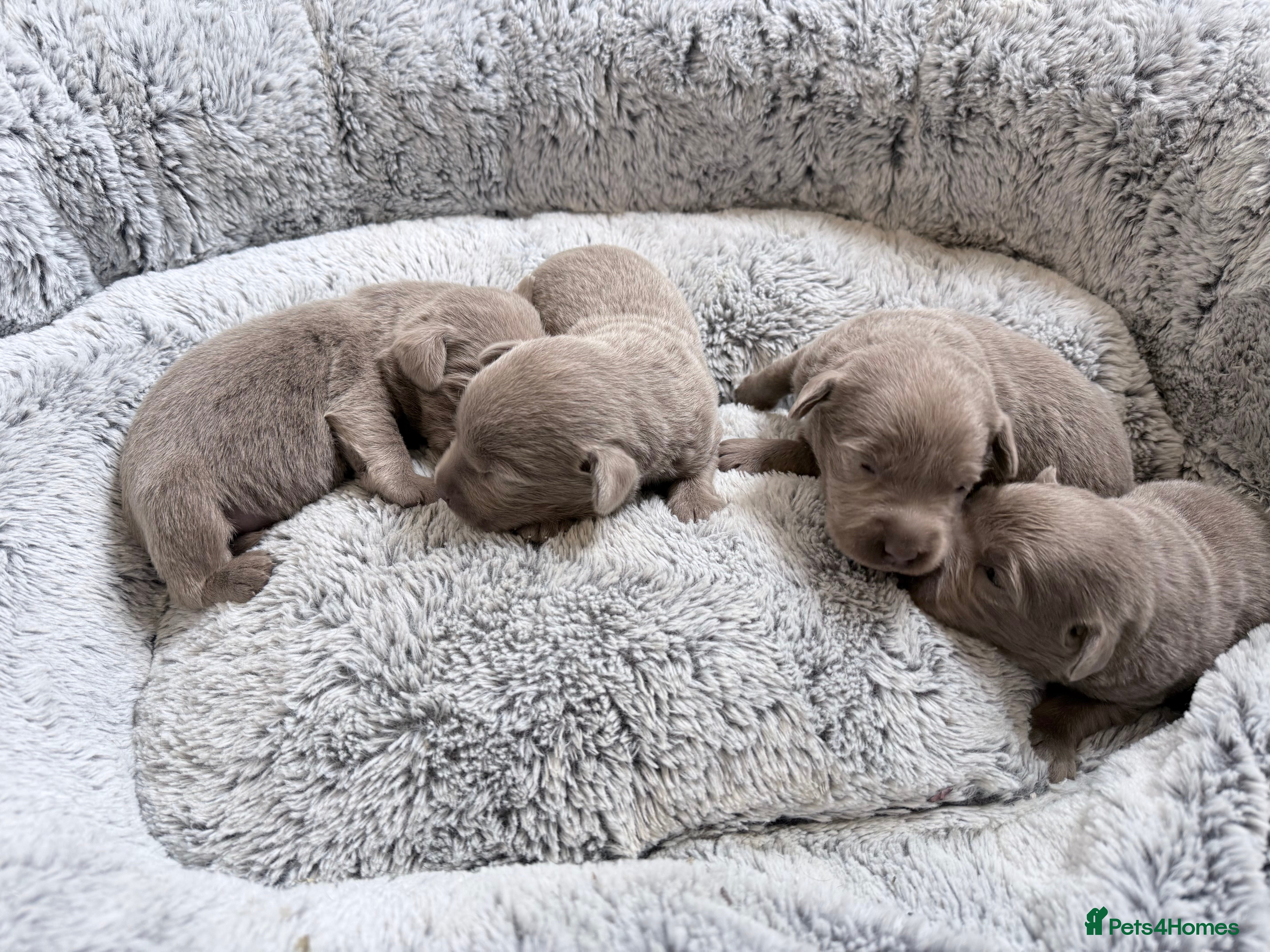 Labrador Retriever dogs KC SILVER-CHARCOAL-CHAMPAGNE Labradors  - Advert 6