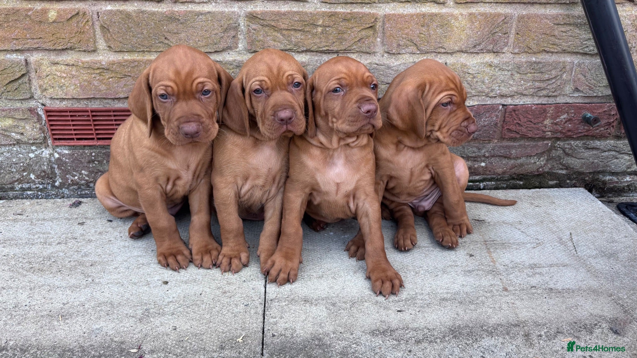Hungarian Vizsla dogs 🌟Stunning, strong health tested KC pups 🌟  - Advert 1