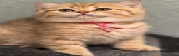 British Shorthair cats for sale: Adorable TICA British Shorthair kittens  - Advert 23