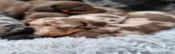 Miniature Dachshund dogs for sale: Miniature dachshund puppies  in Gloucester - Advert 3