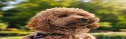 Mixed Breed dogs for sale: 4 Beautiful Cavapoo/Australian Labradoodle Puppies - Advert 1