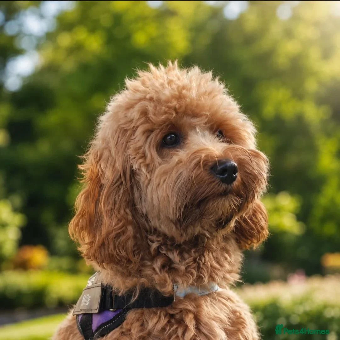 Mixed Breed dogs for sale: 4 Beautiful Cavapoo/Australian Labradoodle Puppies - Advert 1