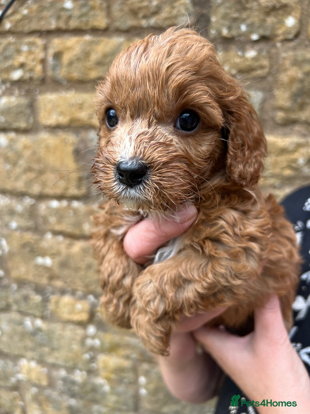 Cavapoo dogs for sale: Cavapoos puppies  - Image 28