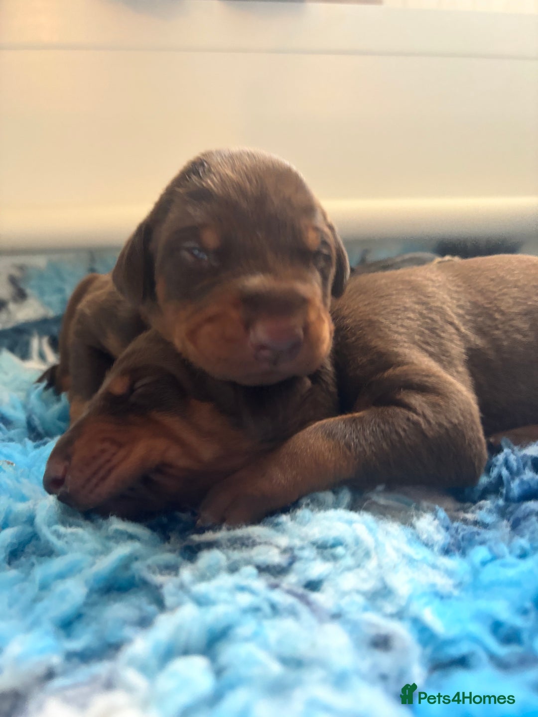 Dobermann dogs for sale: KC reg dobermann puppies health tested parents  - Advert 2