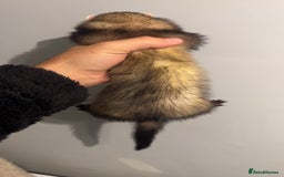 Ferret rodents for sale: Jill ferrets - Image 3