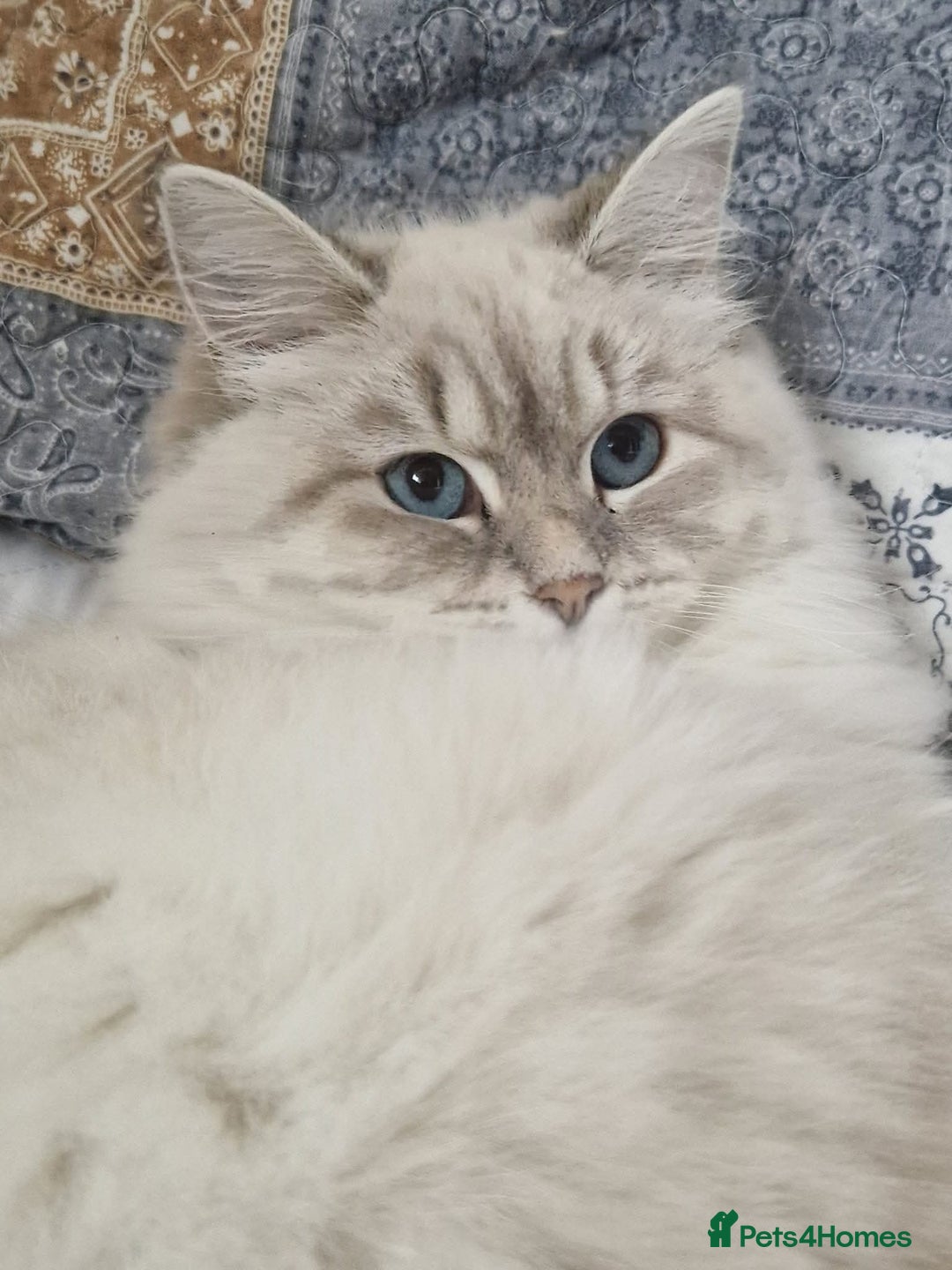 Siberian cats for sale: Blue Eyed Siberian Blue Point Kittens - Image 7