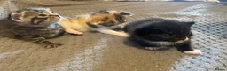 Mixed Breed cats for sale: Cats for sale in St. Neots - Advert 5