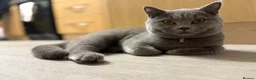 British Shorthair cats for sale: My 2 loving boys. - Advert 13