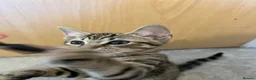 Domestic Shorthair cats for sale: Adorable Tabby Kittens Seeking Their Forever Homes - Advert 19