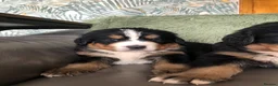 Bernese Mountain Dog dogs for sale: Stunning Bernese mountain puppies - Advert 4