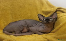 Sphynx cats for sale: TICA ACTIVE SPHYNX pet or breeding - Image 1